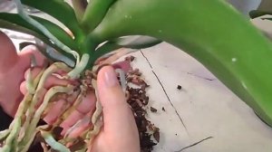 #148 ОрхоVLOG все в БАН, говорю как хочу. Цветонос на пол шишечки 🤣.