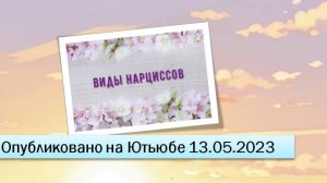 Виды нарциссов (фрагменты эфира от 13.05.2023)
