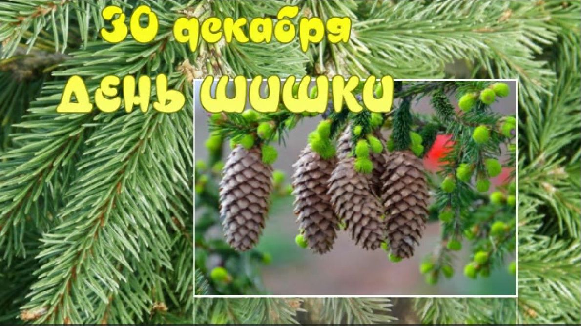 ДЕНЬ ШИШКИ 30 декабря смотреть онлайн