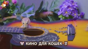 Видео для кошек про крысок развлекать питомцев 🐭🐀😂 (411)