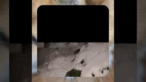 1000043018.mp4 (Собака наблюдает за лайфхаками при строительстве дома А-фрейм)