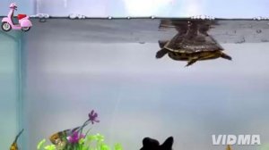 Золотая рыбка в аквариуме.