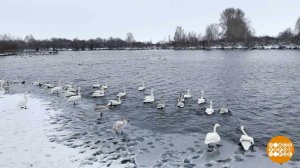 Лебединое озеро Светлое. Доброе утро. Суббота. Фрагмент выпуска от 20.12.2025