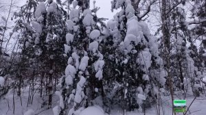 Зимняя лесная сказка