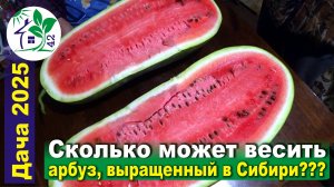 Сколько может весить арбуз, выращенный в Сибири?