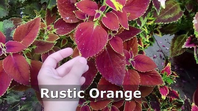 Наши колеусы - взгляд со стороны. Часть 1. Лето 2023 года