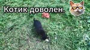 Рыбалка. Накормили котика