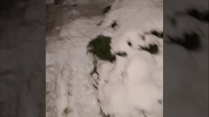 1000043006.mp4 (Собака наблюдает за лайфхаками при строительстве дома А-фрейм)