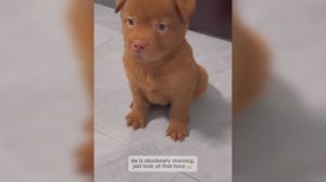 Смешные собаки, кошки и другие животные (ч. 6)