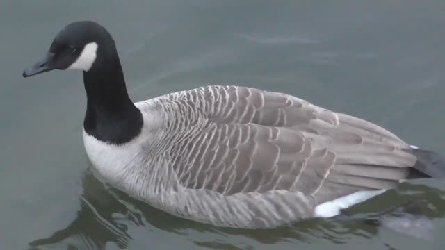 Птицы в озере, Хельсинки