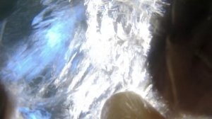 Гигантские выдры играются