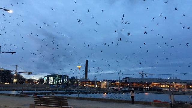 Чайки в Таллинне #tallinn #travel #таллинн #эстония