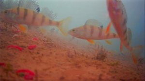 Позирующий окунь под водой #рыбалка