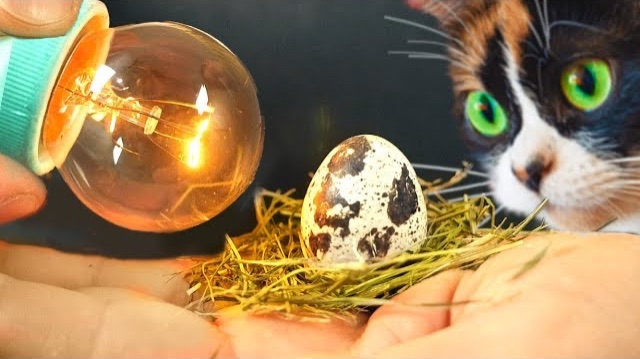 ЭКСПЕРЕМЕНТ, ПТИЧКА ИЗ МАГАЗИННОГО ЯЙЦА смотреть онлайн