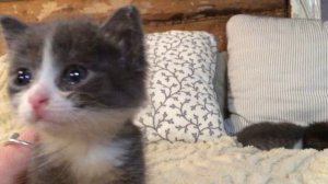 Откуда у меня появились котята ☺️