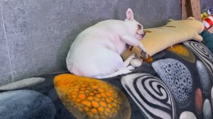 Доброго всем вечера и самой спокойной ночи.