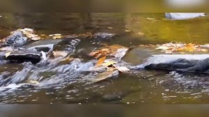 ALIMPIY - KARAVAN (DUBAI LOUNGE MOSCOW) ETHNO DEEP