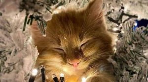 ставьте лайки под комментом пожалуйста 🥺