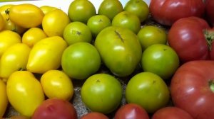 Томатный Гном Нефритовая красота. №891. Полный обзор сорта и дегустация. 2023 год.