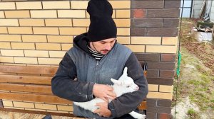 Нам привезли козлят. Получили неожиданный подарок. Поездка удалась. Живем в деревне. Строим дом.