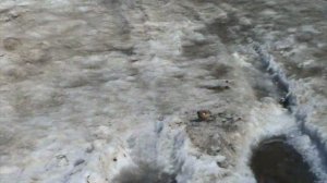 зима весна  лето 2013 год(о птицах)