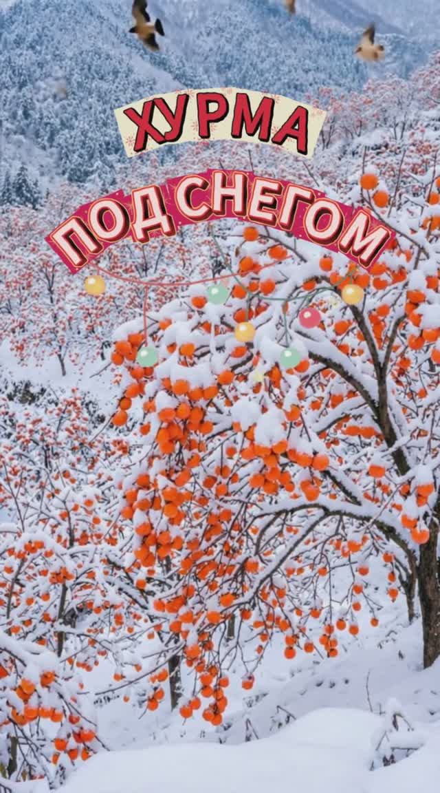 ХУРМА ПОД СНЕГОМ смотреть онлайн