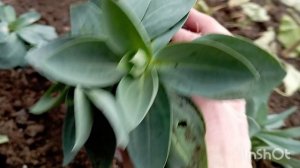 Пересаживаю эустому на зиму.Декабрь...