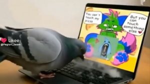 К голубю в комнату родители зашли....