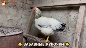 Забавные курочки несушки на сельском подворье 🤗😂😜 (56)
