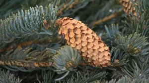 В Москве открываются елочные базары