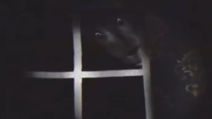 Хорроры Foxymations (Аналоговый хоррор красная шапочка. Не все серии) #1