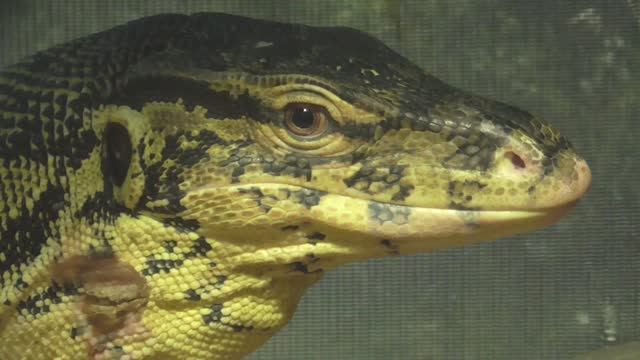 Варан, Сочи, Лазаревское, мини зоопарк (2017 год)