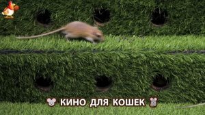 Видео для кошек про крысок развлекать питомцев 🐭🐀😂 (410)