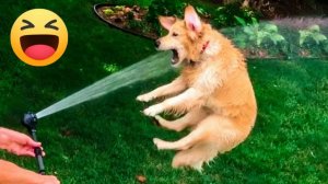 СМЕШНО ДО СЛЕЗ 😹😍 СМЕШНЫЕ СОБАКИ, ЛУЧШИЕ ПРИКОЛЫ С СОБАКАМИ, ЩЕНОЧКИ, ЖИВОТНЫЕ 🥰