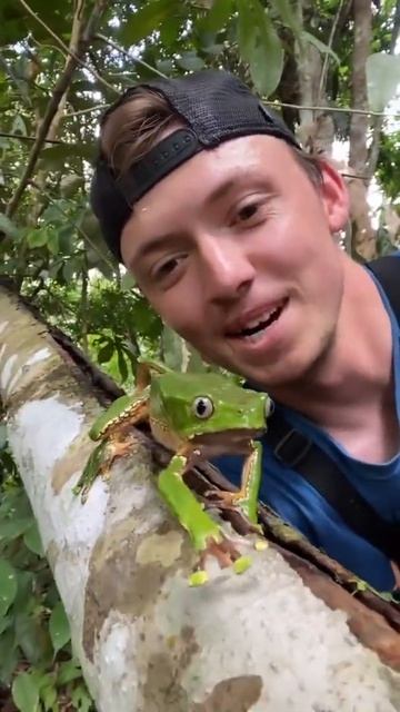 Двухцветная филломедуза