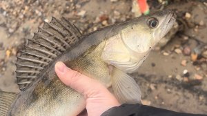 Предновогодний судак 🎣