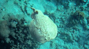 Domina Coral Bay King's lake-электрический скат