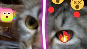 Милый котик официальный музыкальный клип