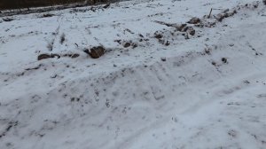 Удачный выезд в угодья. Заяц добыт.#охота #hunting #охотаназайца #эстонскаягончая