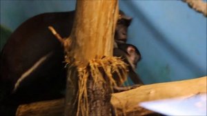 Малыш у мартышек диана учится самостоятельной жизни 16.12.2025