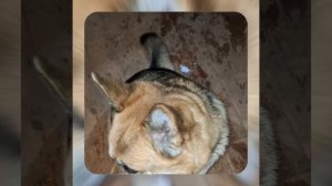 1000043020.mp4 (Собака наблюдает за лайфхаками при строительстве дома А-фрейм)