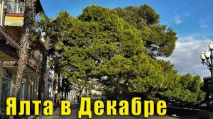 Крым в Декабре. В Ялте ожидается очередное обновление. И новогодние ёлочки в формате "днём и ночью"