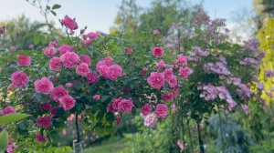 Июль в Саду 16 июля 2025 часть 7