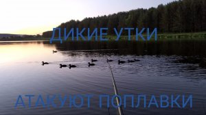 Приехал на рыбалку, но ДИКИЕ УТКИ кидаются на поплавки и не дают рыбачить