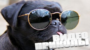 ЛУЧШИЕ ПРИКОЛЫ 2025 | ПРИКОЛЫ 2025 | СВЕЖИЕ ПРИКОЛЫ 2025 | РЖУ НЕ МОГУ |