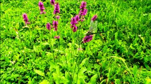 Буквица на склоне