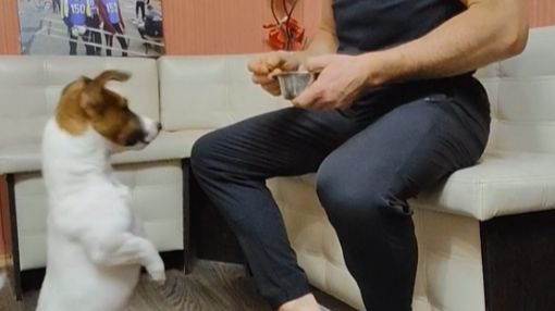 Трюковая дрессировка. Команда "служи". Исправление ошибок и усложнения.