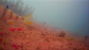 Братан окуня и хитрая плотва(с озвучкой)