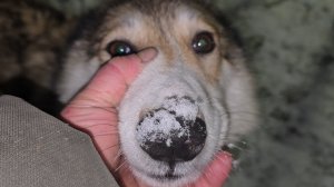 Ночной разговор