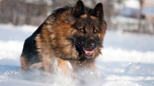 Качества служебных собак оценили на племенном осмотре в Алматы